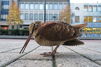 houtsnip (Scolopax rusticola) 22-11-2016 3431